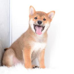 Natsumi - Red male Shiba Inu puppy in Neosho, Missouri from Sunny Terrace Shibas