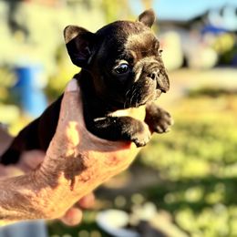 Girl 2 - Black female French Bulldog puppy in City Of Industry, California from Cert. Frenchies