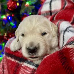 Pick 1 - Light golden male Golden Retriever puppy in Deer Lodge, Tennessee from SelahGold