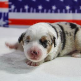 Scarlet - Blue merle female Miniature Australian Shepherd puppy in Bauxite, Arkansas from J & B Mini Aussies