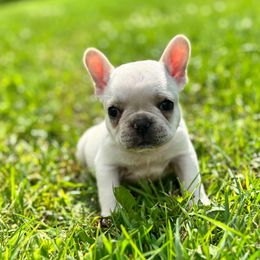 Yellow Stripes - Cream female French Bulldog puppy in Nevis, Minnesota from Faithful Acres French Bulldogs