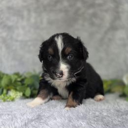 Hershey - Black tri-color female Australian Shepherd puppy in Summerville, South Carolina from Flowertown Aussies
