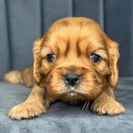 Pinky - Ruby female Cavalier King Charles Spaniel puppy in Yuciapa, California from AlltheDoodlez_