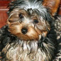 Yorkshire Terriers from Mustard Seed Meadows