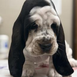 Wizard - Black white and brown male Basset Hound puppy in Poplar Bluff, Missouri from Ozarks Bassets