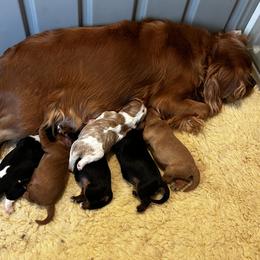 Boy 1 - male Cavalier King Charles Spaniel puppy in Paulden, Arizona from Nine Mile Cavaliers