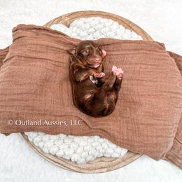 Miniature Australian Shepherd and Toy Australian Shepherd Puppies from Outland Toy & Mini Aussies