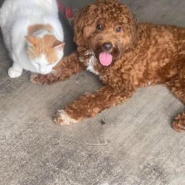 Aussiedoodle All Grown Up from Double E Doodles