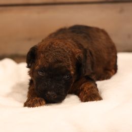Jones - Red male Whoodle puppy in West Bend, Iowa from Blue Skies Terriers