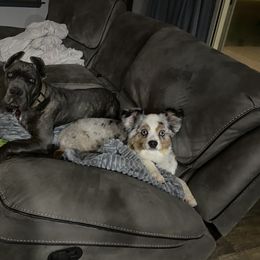 Cane Corso Puppies from Venom Cane Corsos