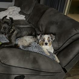 Cane Corso Puppies from Venom Cane Corsos