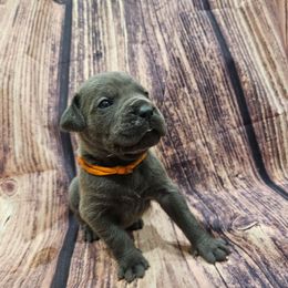 Orange collar - Gray male Cane Corso puppy in Fritch, Texas from Carrie Brown's Cane Corsos