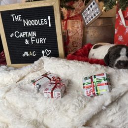 Mac(aroni) - Liver roan male German Shorthaired Pointer puppy in Marshfield, Missouri from Suma Kennels