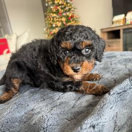 Winston - Phantom male Poodle puppy in Queen Creek, Arizona from Prestigious Toy Poodles
