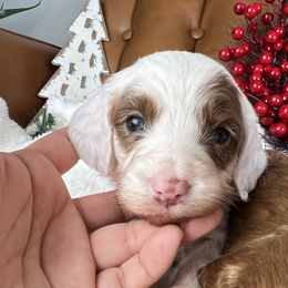 Holly - Parti female Goldendoodle puppy in Ottawa, Ohio from Simply Beautiful Goldendoodles
