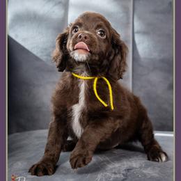 Sydney - Brown female Cockapoo puppy in Connersville, Indiana from Deaz Doodle Ranch