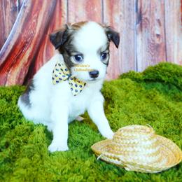 Cartier - Black and tan male Chihuahua puppy in Bois D Arc, Missouri from Carsten's Chihuahuas