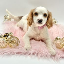 Paisley OFA (Light Pink Bow) - Blenheim female Cavapoo puppy in Falmouth, Michigan from Dyer Lake Newfoundland’s