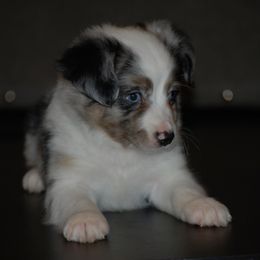 Miniature American Shepherd and Miniature Australian Shepherd Puppies from Fuzy Butts Mini & Toy Aussies