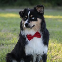 Australian Shepherd All Grown Up from Rocking Diamond B Aussies