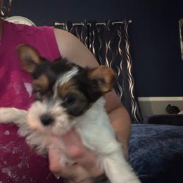 Female parti - Parti female Yorkshire Terrier puppy in Pikeville, North Carolina from A Yorkie’s World