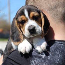 Beagle and Boston Terrier Puppies from Marti Acres ~ Boston Terrier & Beagles