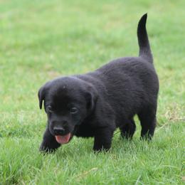 Boy 3 - Black male Labrador Retriever puppy in Four Oaks, North Carolina from TLC Retrievers