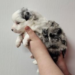 Mastiff and Toy Australian Shepherd Puppies from Mountain Mama Mastiffs and Tailspin Toy Aussies