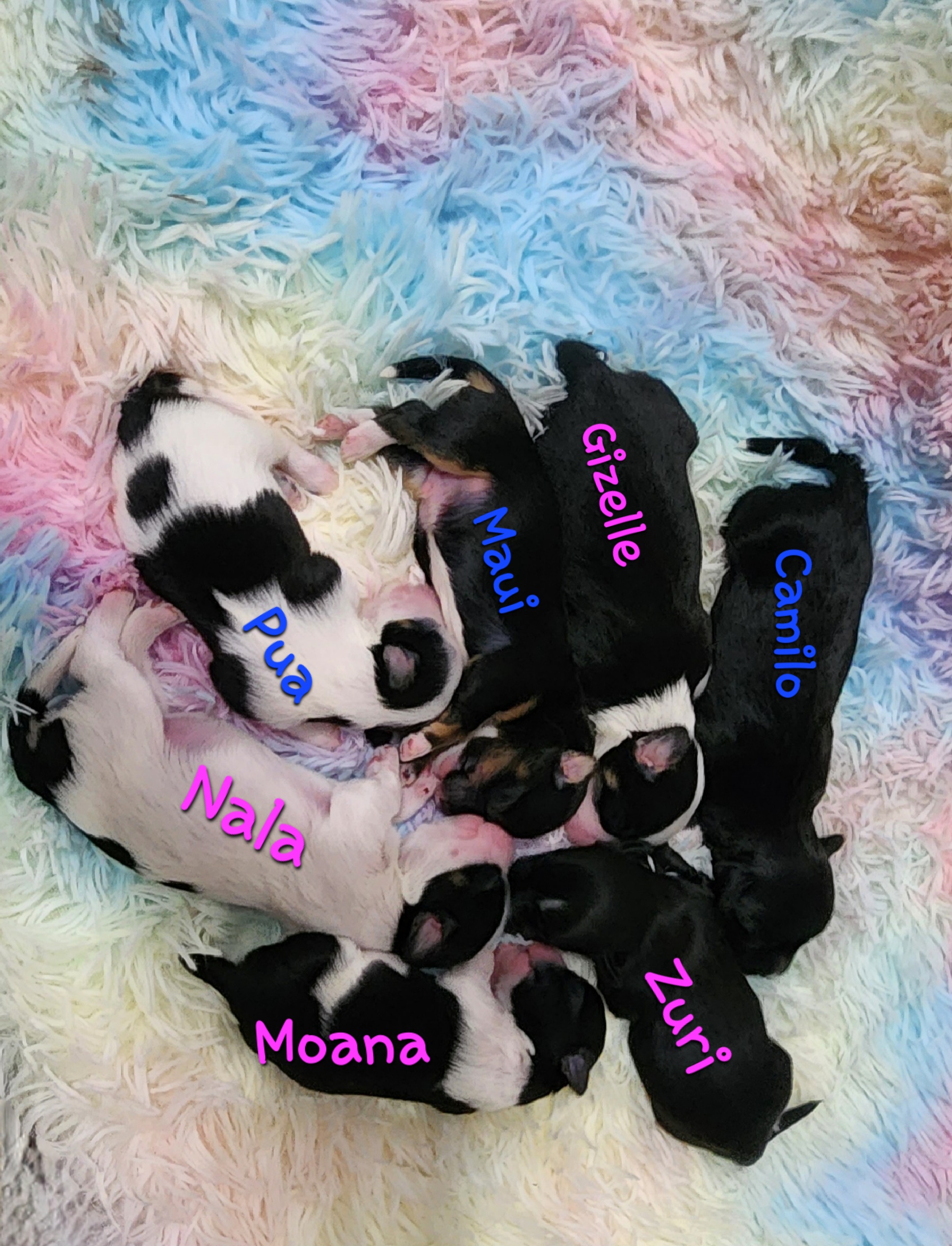 Havanese Puppies from Havanese Cuban Cuties