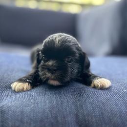 Cider - Black and white male Shih Tzu puppy in Statesboro, Georgia from Magnolia Small Breeds