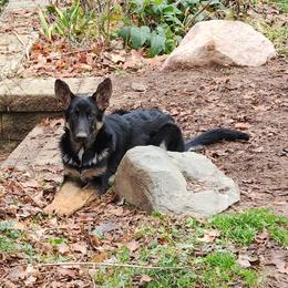 German Shepherd Puppies from Casamoko German Shepherds