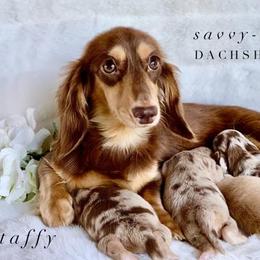 Taffy - Dachshund