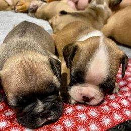 French Bulldog Puppies from Suga Bae’s All Star Frenchies