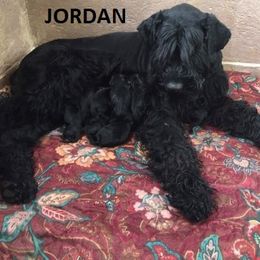 Giant Schnauzer Puppies from Jordan Giant Schnauzers