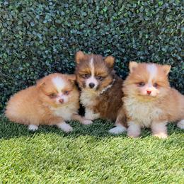 Pomeranian puppies from SD Bullies
