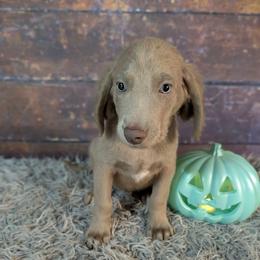 Gunner - male Long Haired Weimaraner puppy in Evart, Michigan from Drehbar Weimaraners