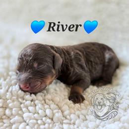 River - Chocolate male Goldendoodle puppy in Chattanooga, Tennessee from Hilltop Cuddle Pups