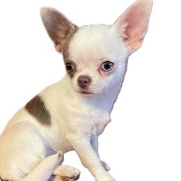 Marlene - Chihuahua