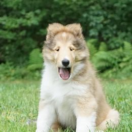 Collies from Sequel
