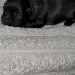 Pearla - Black and tan female Yorkshire Terrier puppy in Houston, Texas from Little things