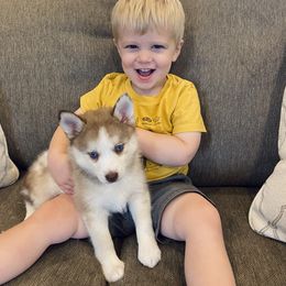 Pomsky Puppies from Goodness Gracious Pomskies