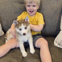 Pomsky Puppies from Goodness Gracious Pomskies