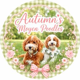 Poodle All Grown Up from Autumn Powell