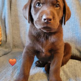 Mr. Brown - Chocolate male Labrador Retriever puppy in Deary, Idaho from Sunset Pines Labradors