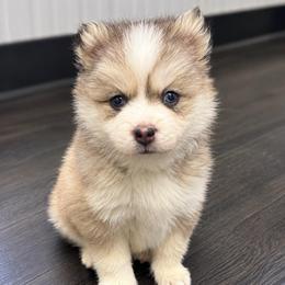 Maverick - Gray and white male Pomsky puppy in La Verne, California from Red Cedar Pomskies
