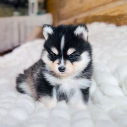 Eddie - Black and white male Pomsky puppy in Greencastle, Indiana from JDpomskies