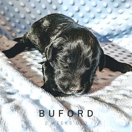 Sheepadoodle Puppies from Blue Spruce Doodles