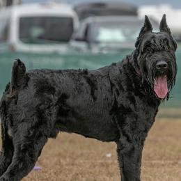 Nike - Giant Schnauzer