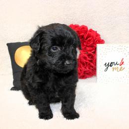 Amour - Black and white male Aussiedoodle puppy in Stokesdale, North Carolina from His and Hers Poodles and Doodles