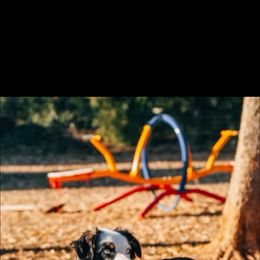 Australian Shepherd puppies from Wild Oak Farms